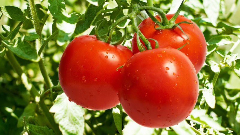 Cà chua - Thực phẩm tốt cho người cao huyết áp