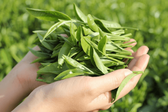 Cách vệ sinh vùng kín bằng lá trà xanh