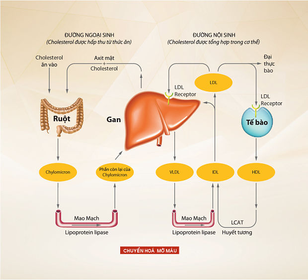 cholesterol là gì, cholesterol la gi, cholesterol cao